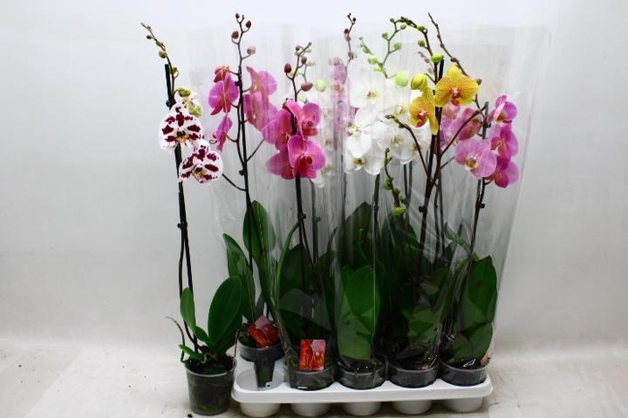 <h4>PHAL GEM</h4>