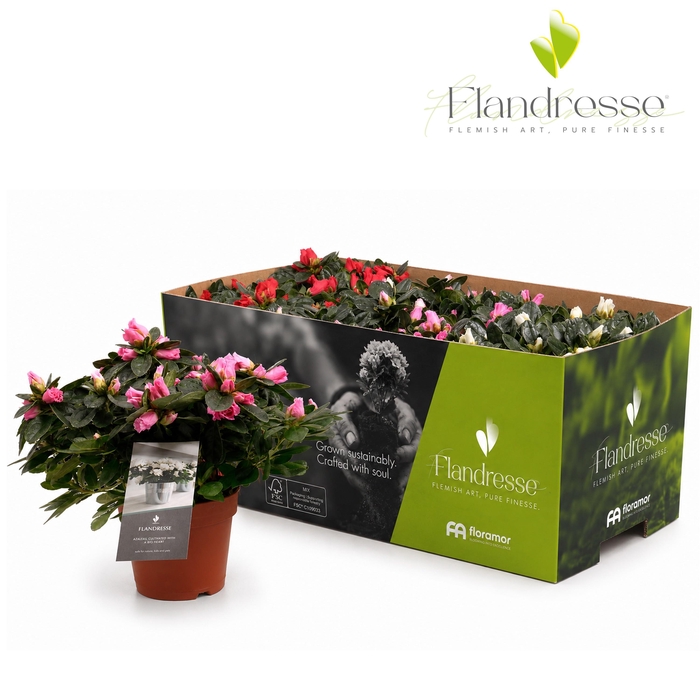 <h4>Azalea Flandresse® 'Four Times Two' 22 - 25 cm</h4>