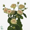 Rosa spray romantic pepita