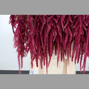 Amaranthus Hang Rood