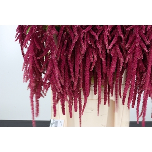 Amaranthus Hang Rood