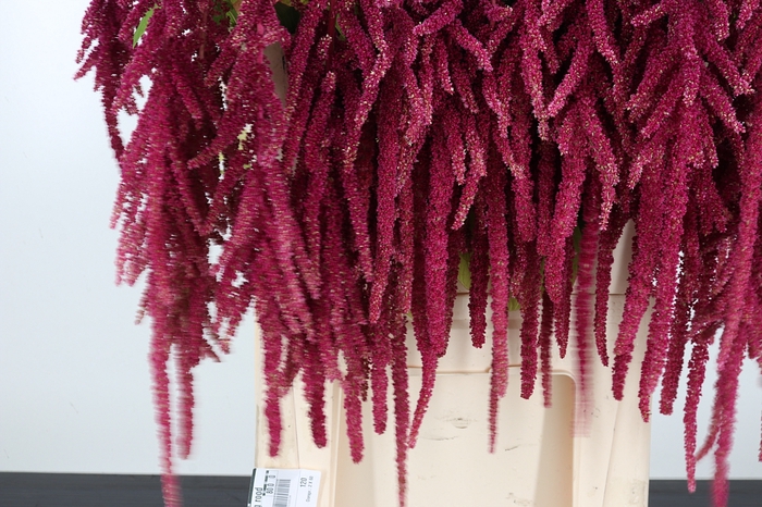 Amaranthus Hang Rood