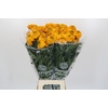 Tagetes Marigold Promise Orange