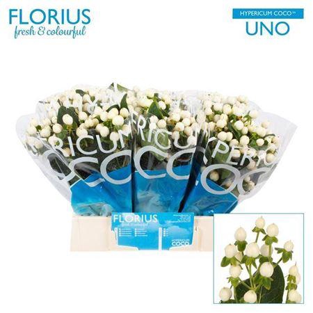 <h4>Hyp Coco Uno</h4>