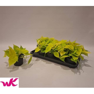 Philodendron scandens Lemon Lime 12Ø 20cm