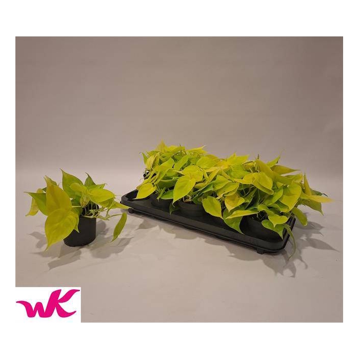 <h4>Philodendron scandens Lemon Lime 12Ø 20cm</h4>