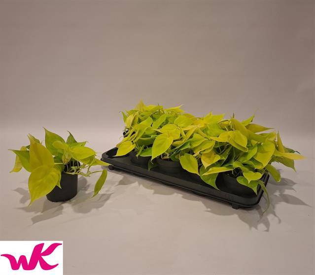 Philodendron scandens Lemon Lime 12Ø 20cm