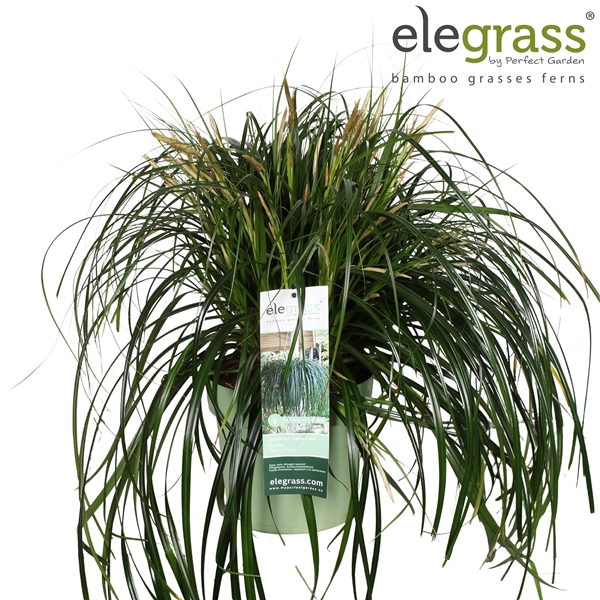 <h4>Carex 'Ribbon Falls' P23</h4>