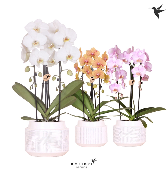 <h4>Kolibri Orchids Cascade Niagara Fall mix 2 spike in Maze pot white</h4>
