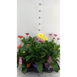 Gerbera  'Garvinea'   ...mix
