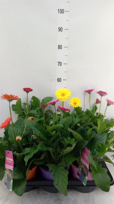 <h4>Gerbera  'Garvinea'   ...mix</h4>