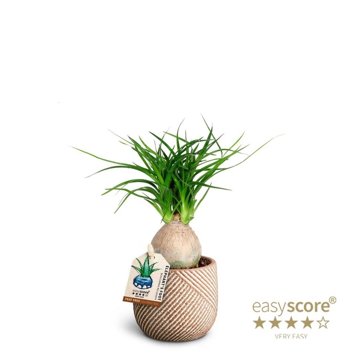 <h4>BEAUCARNEA RECURVATA p7</h4>