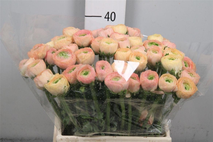 <h4>Ran Su Tuareg</h4>