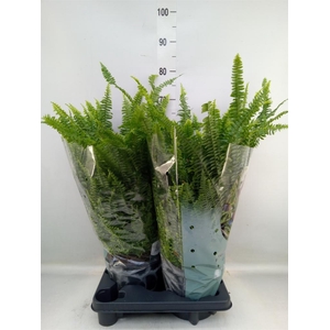 Nephrolepis exal. 'Green Lady'