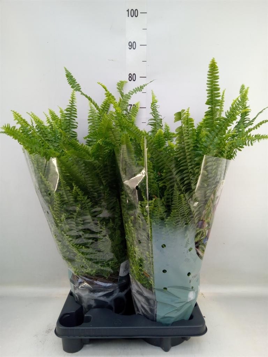 <h4>Nephrolepis exal. 'Green Lady'</h4>