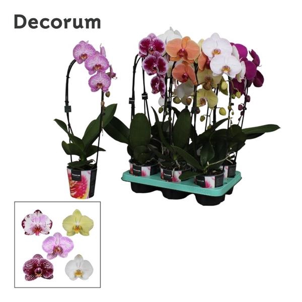 <h4>Phalaenopsis Elegant Cascade</h4>