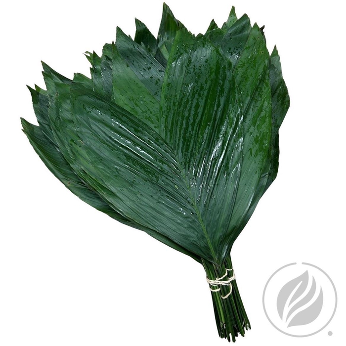 <h4>DEC COCOS MEDIUM</h4>