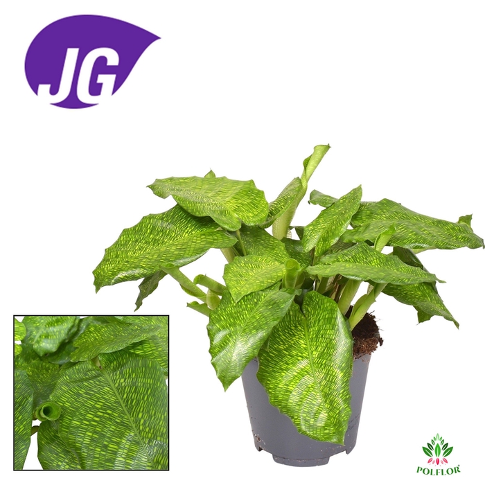 Calathea musaica Network 19Ø 40cm