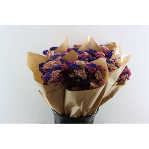 Dried Bqt Riceflower Mix Purple Bunch