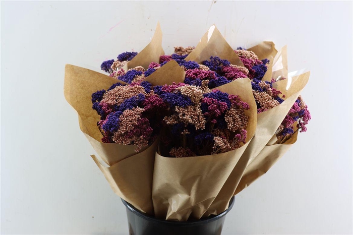 <h4>Dried Bqt Riceflower Mix Purple Bunch</h4>
