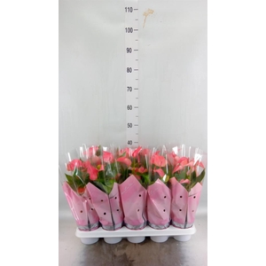 Anthurium  'FC Romantico'