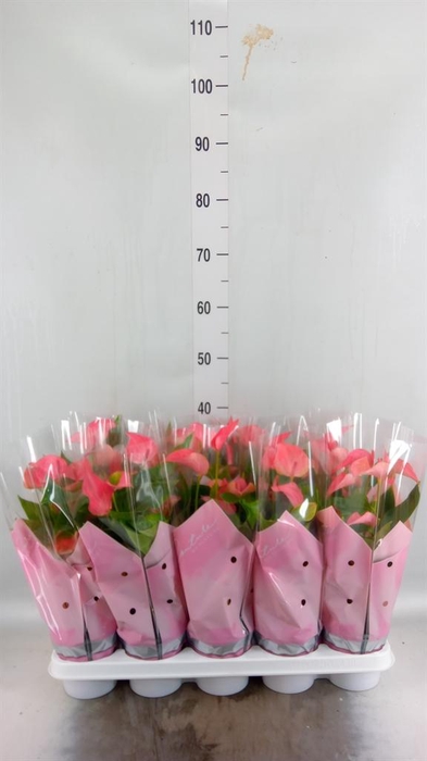 <h4>Anthurium 'FC Romantico'</h4>