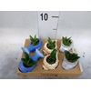 Succulents ...