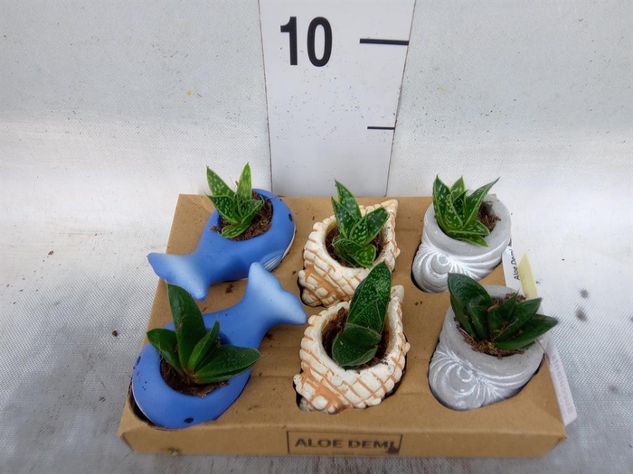 <h4>Succulents   ...</h4>