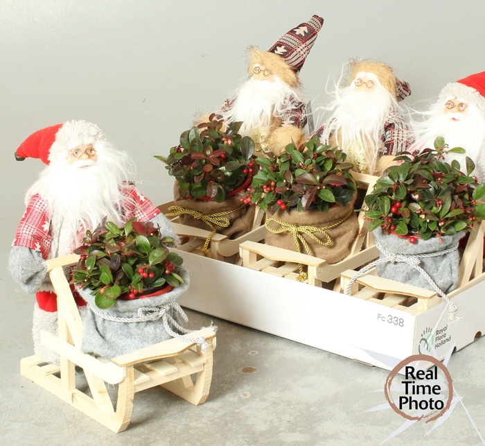 <h4>ARR TUINPLANTEN H%</h4>