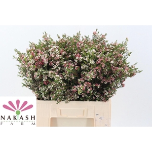 CHAME UN MY SWEET 16