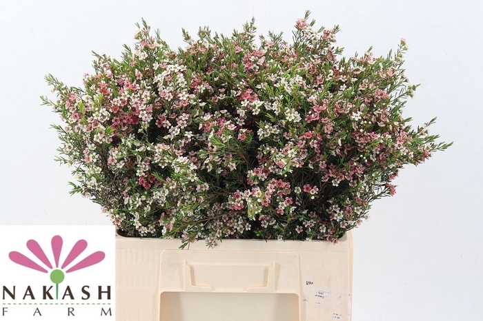 <h4>CHAME UN MY SWEET 16</h4>