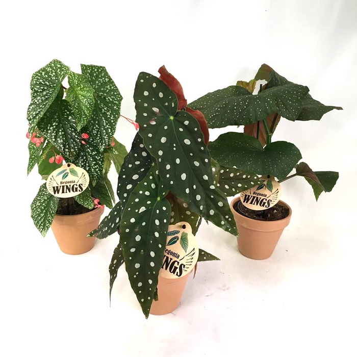 <h4>BEGONIA MACULATA P13,5</h4>