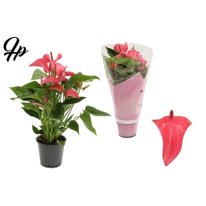 Anthurium 12 cm Romantico in Couture sleeve