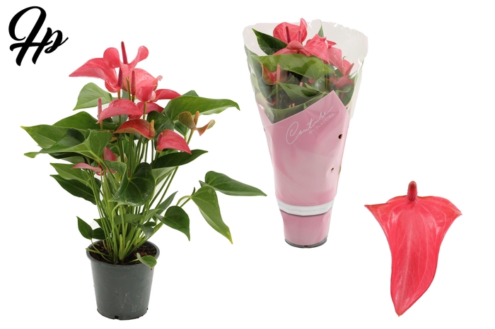 <h4>Anthurium 12 cm Romantico in Couture sleeve</h4>