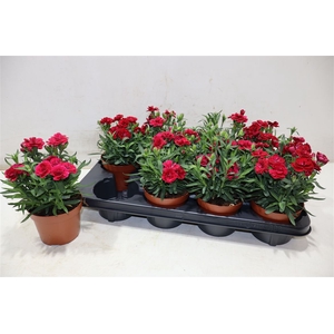 Dian Osc Cherry