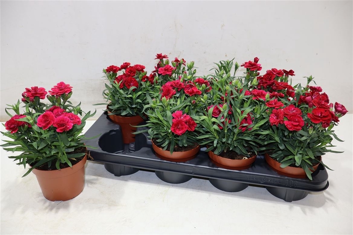 <h4>Dian Osc Cherry</h4>