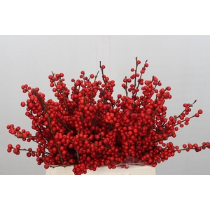 Ilex Verticillata Red