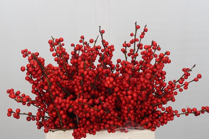 <h4>Ilex Verticillata Red</h4>