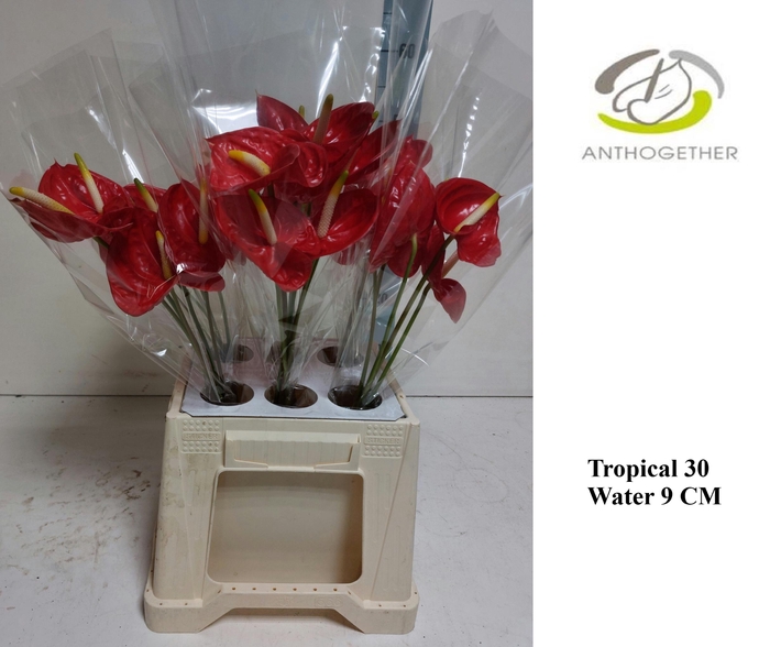 <h4>Anthurium Tropical</h4>