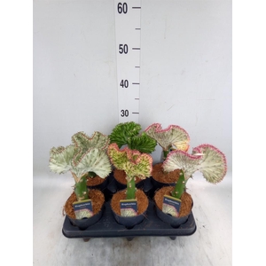 Euphorbia lactea 'Cristata'