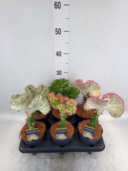 <h4>Euphorbia lactea 'Cristata'</h4>