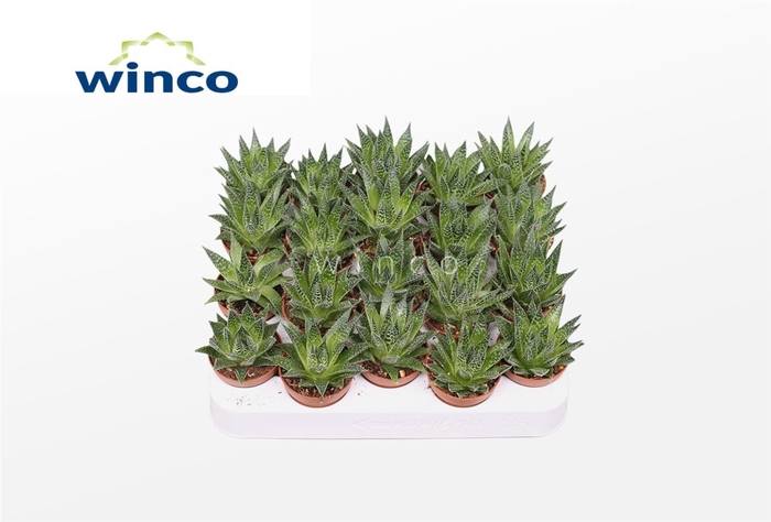 <h4>Aloe Aristata (magic)</h4>