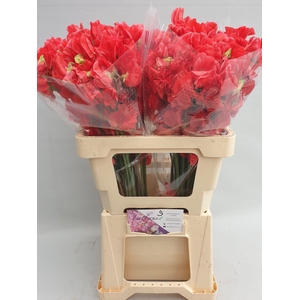 Lathyrus Parfum Red