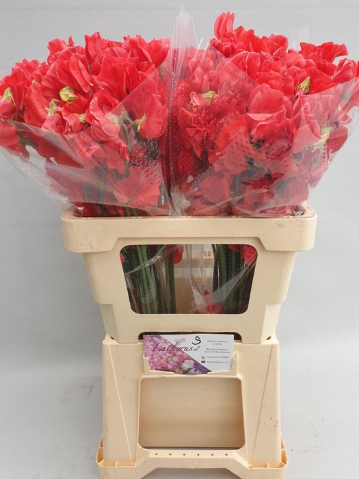 <h4>Lathyrus Parfum Red</h4>