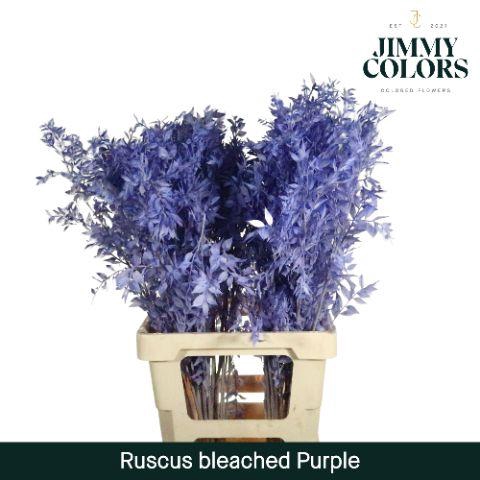 <h4>Ruscus Bleached Italy L70 Purple</h4>