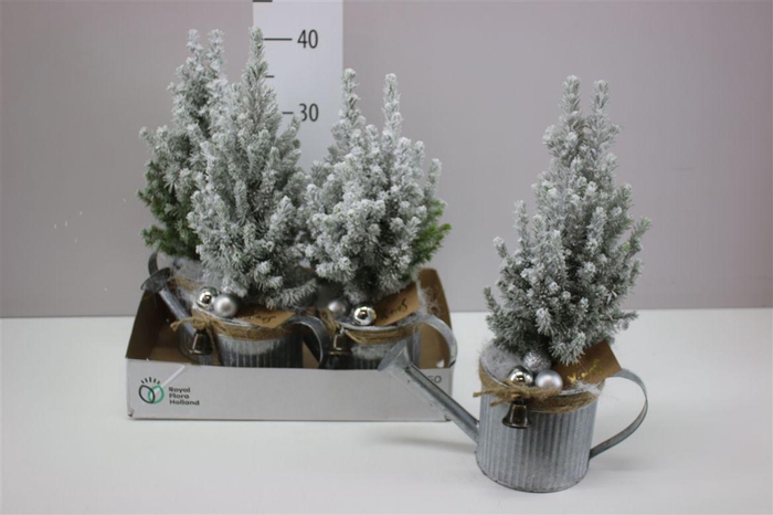 <h4>Picea Gl Perfecta Snow Zinken Gieter Decosteker</h4>