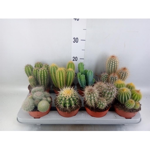 Cactus   ...mix