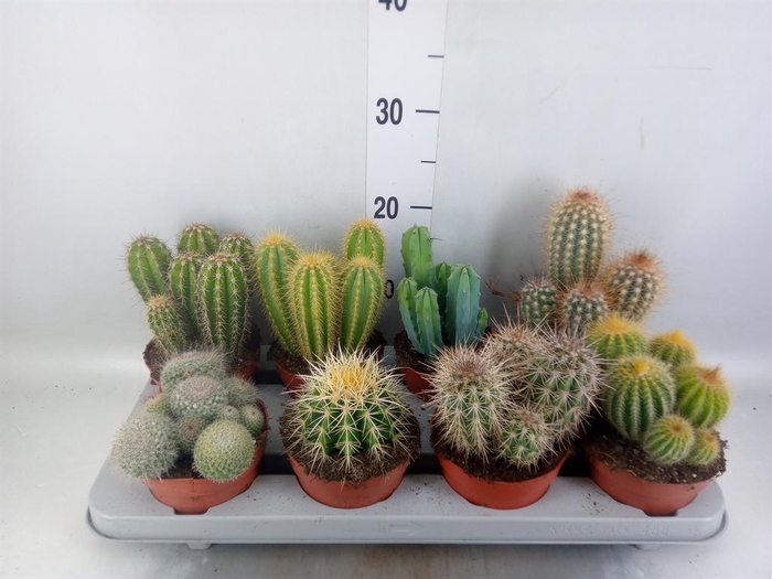 <h4>Cactus   ...mix</h4>