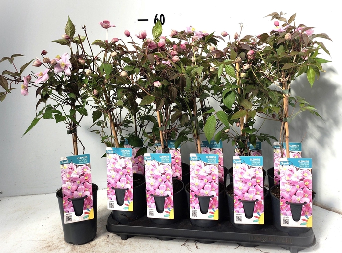 <h4>CLEM MO MAYLEEN</h4>