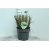 Miscanthus Sinensis Punktchen